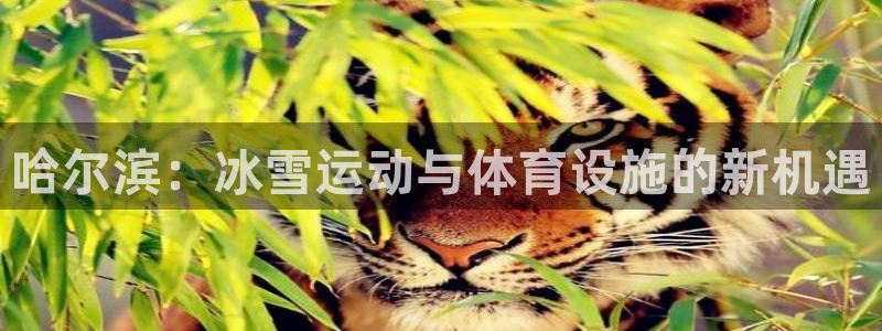 意昂体育4招商电话是多少啊：哈尔滨：冰雪运动与体育设施的新机